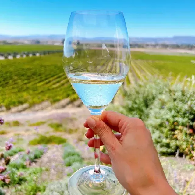 A glass of wine held up in a Sonoma vineyard.